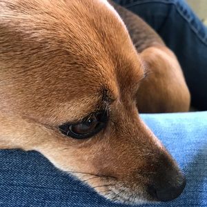 Meet your Posher, Dana